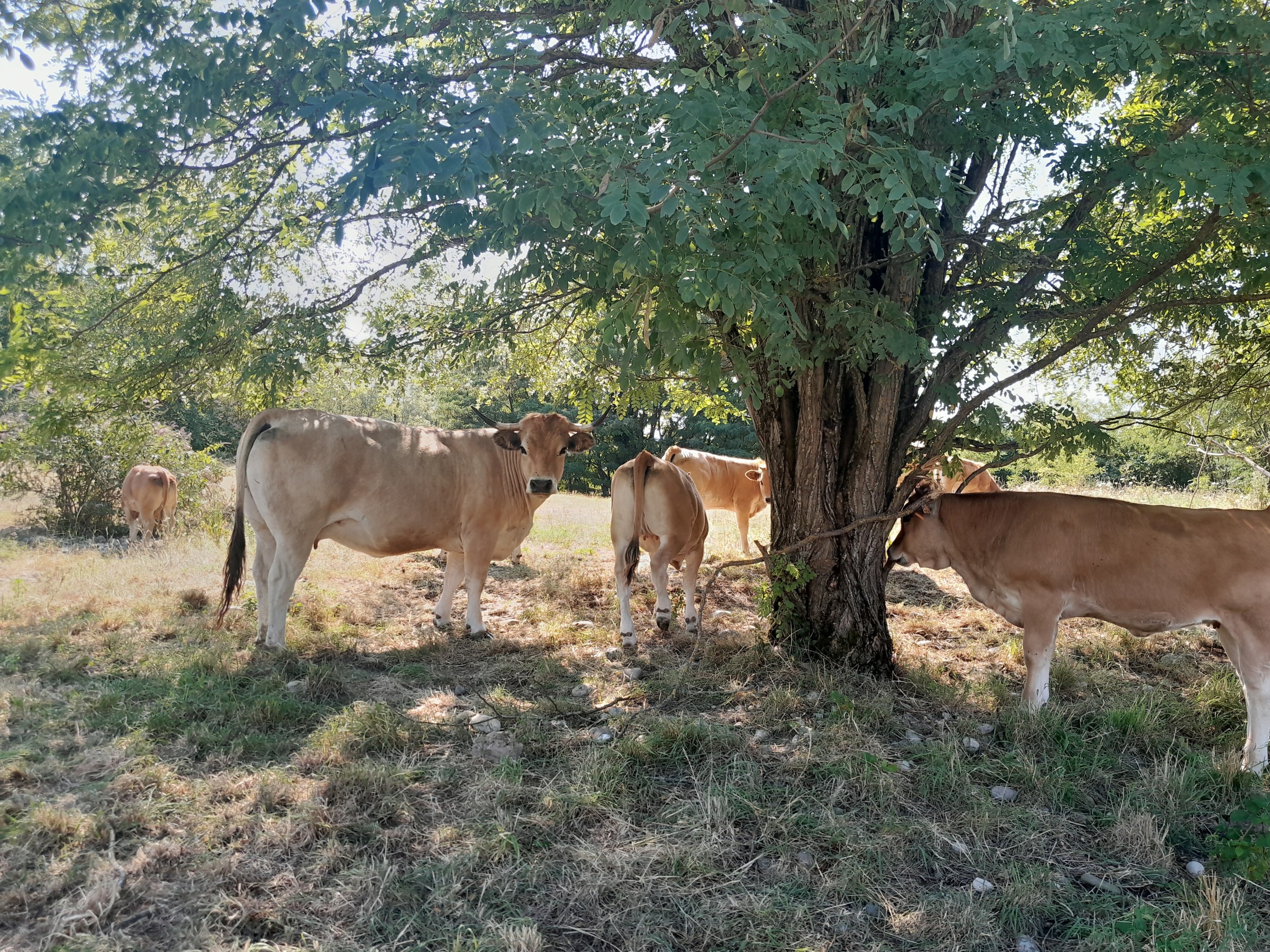 REAGIR aux STRESS et SUITES de PREDATION - Ovins-caprins-bovins-chevaux